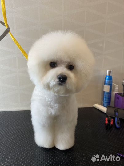 Грумер стрижка собак