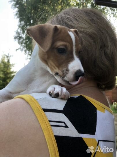 Щенок джек рассел терьер