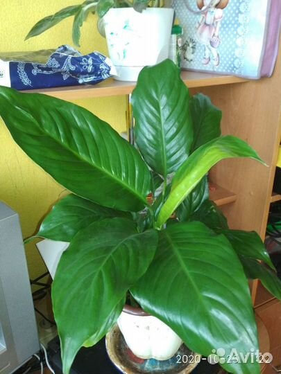 Спатифиллум