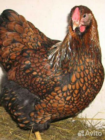 Инкуб.яйцо породистых кур