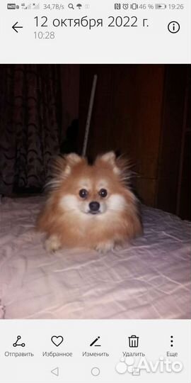 Отдам в добрые ответственные руки