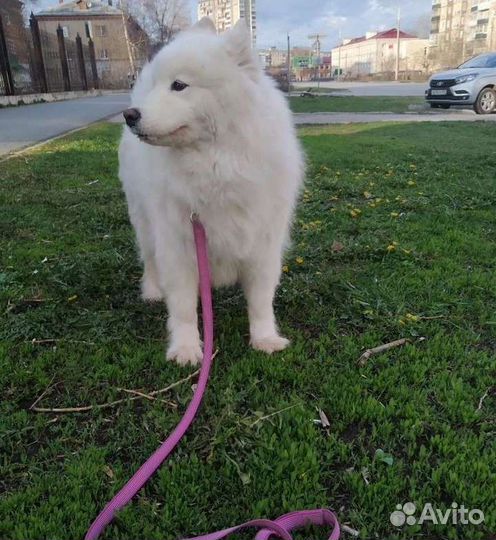 Выгульщик собак