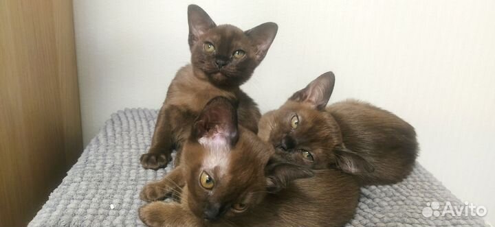 Бурманские котята