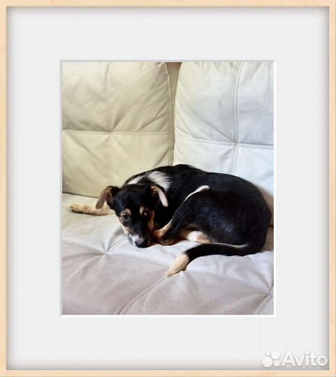 Щенок мальчик