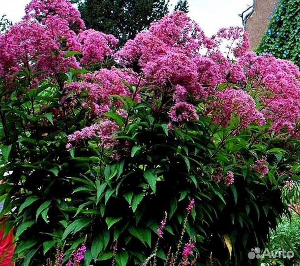 Дербейник иволистный