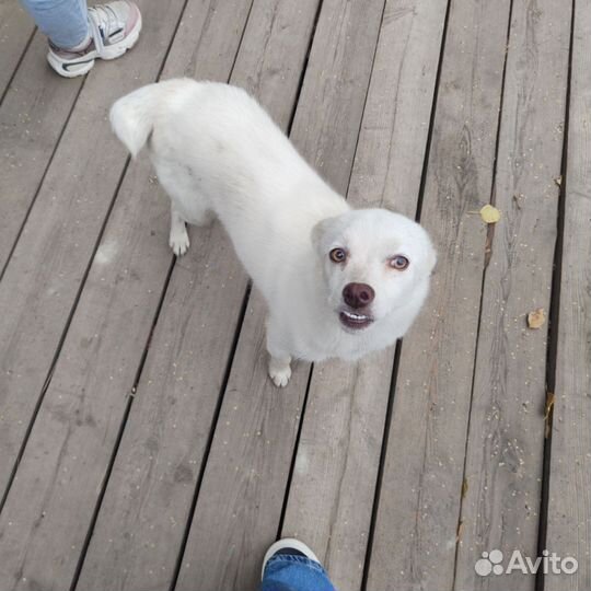 Пристраиваются в добрые руки собачки