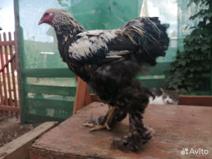 Петух брама