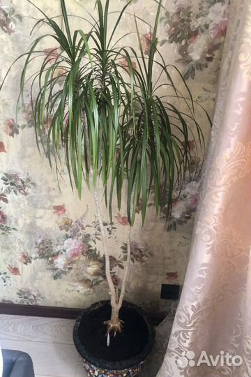 Драцена пальма