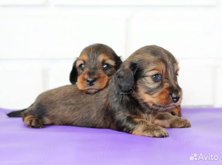 Таксы длинношерстные кроличьи щенки