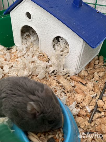 Хомяк с клеткой