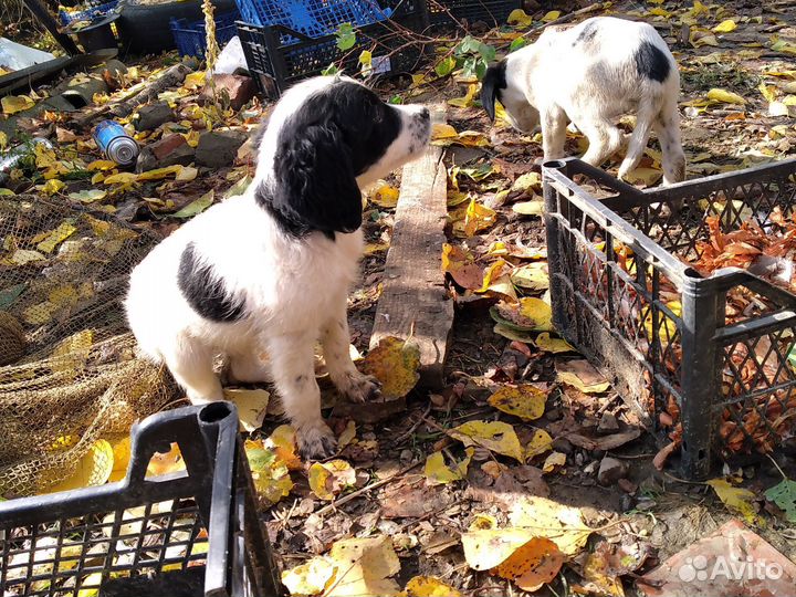 Щенки русского спаниеля