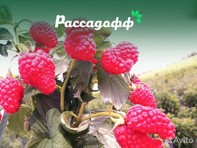 Саженцы малины. Зимостойкие сорта