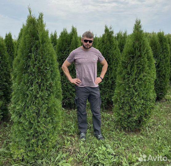 Туя Смарагд. Хвоя. Ель, сосна. С доставкой