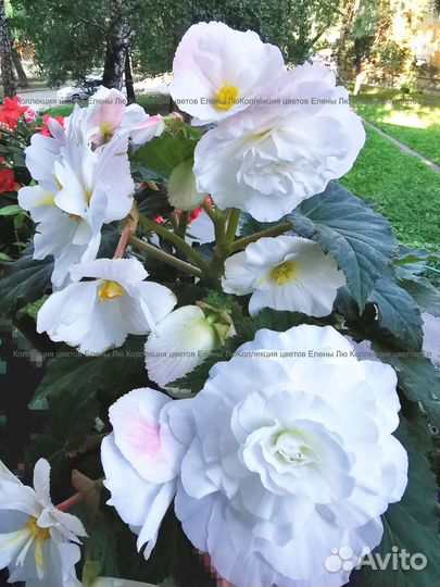 Бегония белая корневая