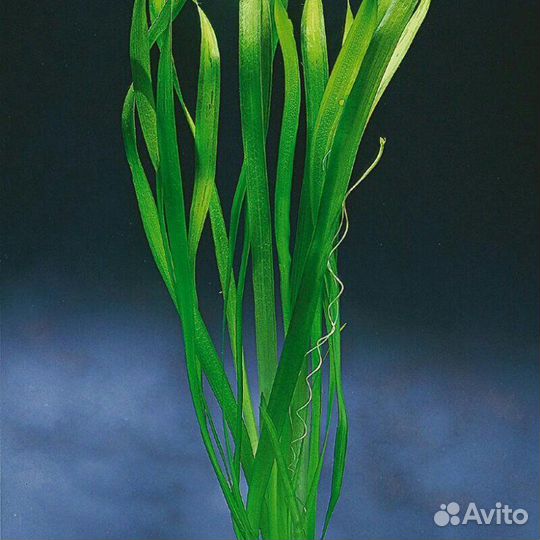 Аквариумные растения