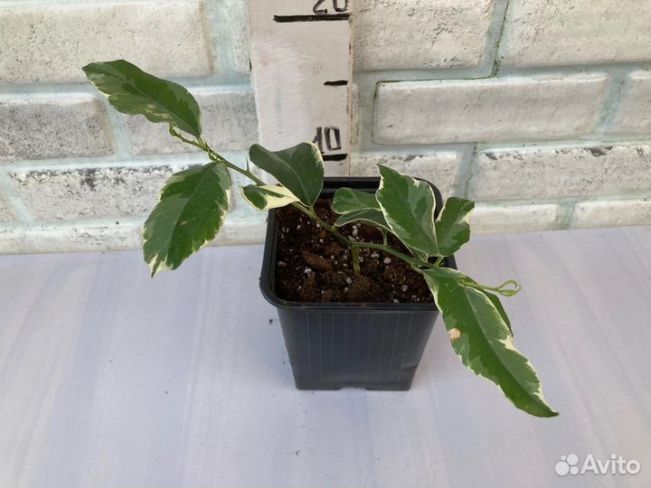 Цитрусовые деревья из питомника растений