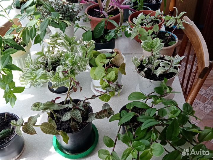Комнатные цветы