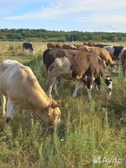 Продаются быки на доращивание