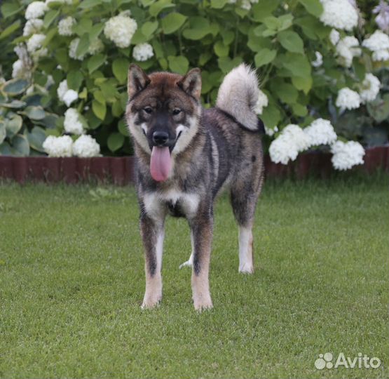 Сикоку (шикоку)