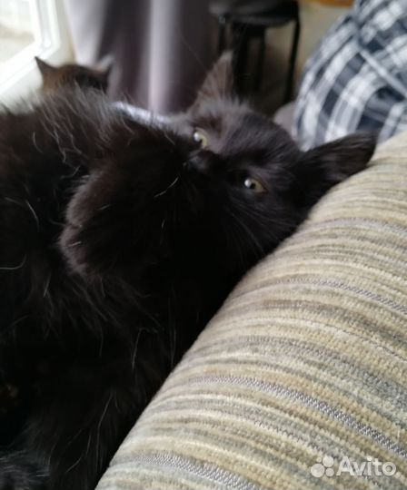 Кошка в дар бесплатно