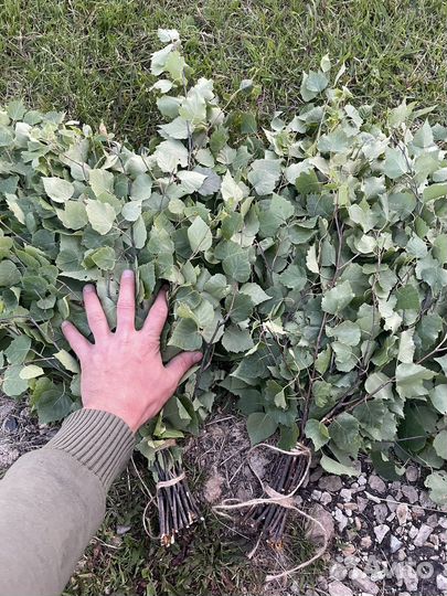 Веники дубовые