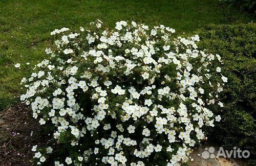 Саженцы Курильского чая