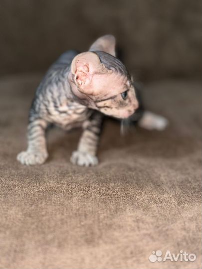 Канадский сфинкс котята