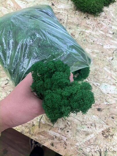 Мох ягель стабилизированный оптом и в розницу