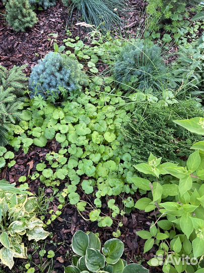 Посвопокровнле растение