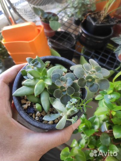 Крассула хоббит, и другие домашние цветы