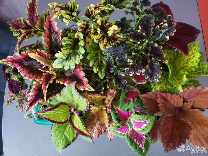 Колеусы вегетативные и бальзамины