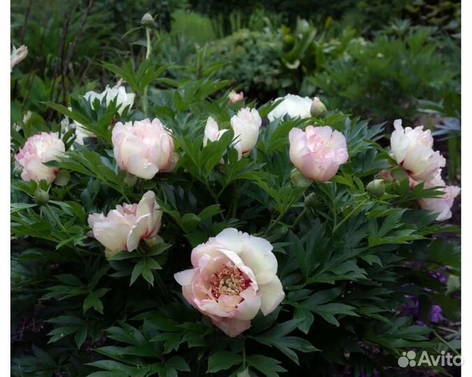 Пион-ито Pastel Splendor