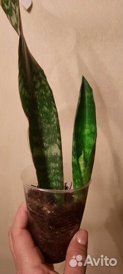 Сансевиерия grandis