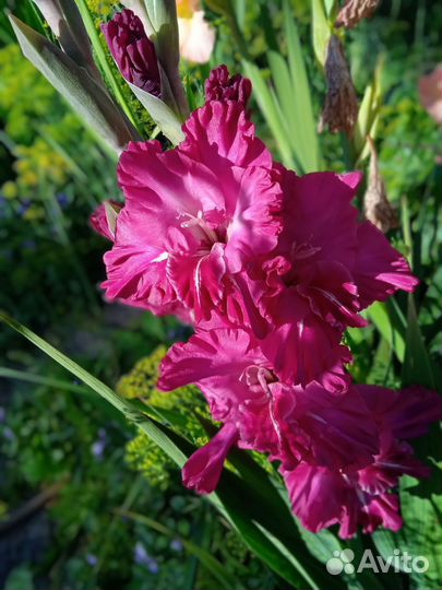 Гладиолусы цветы букет срезка