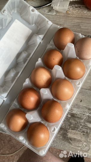 Домашние куриные яйца