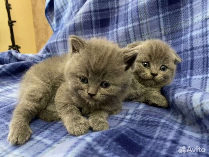 Британец мраморный прямоухий кот вязка