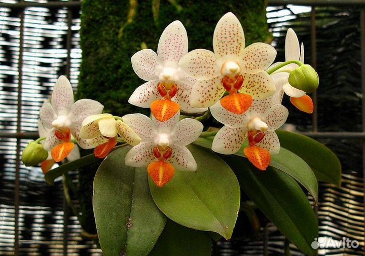 Орхидея Фаленопсис P. Mini Mark 'Holm'