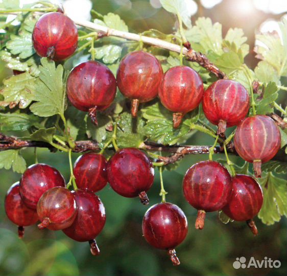 Крыжовник саженцы