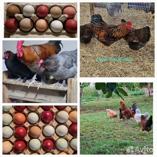 Куриная мозаика из цыплят 4 пород 21 шт