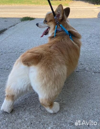 Модель на груминг