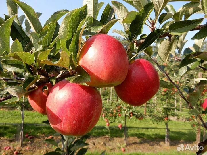 Саженцы яблокн Morgana