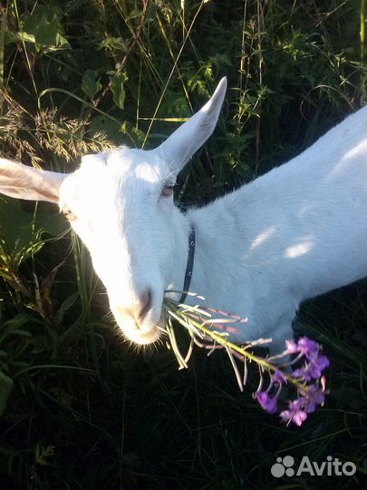 Козье молоко