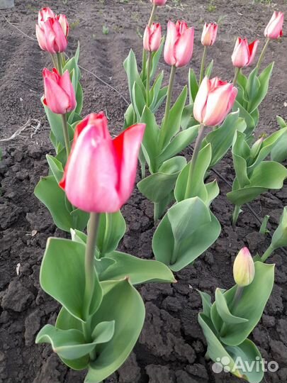 Тюльпаны луковицы