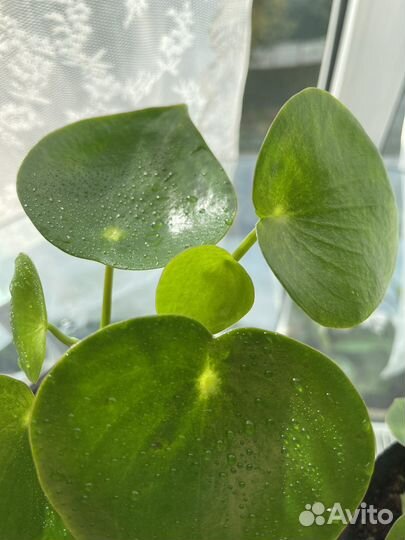 Пилея пеперомиевидная