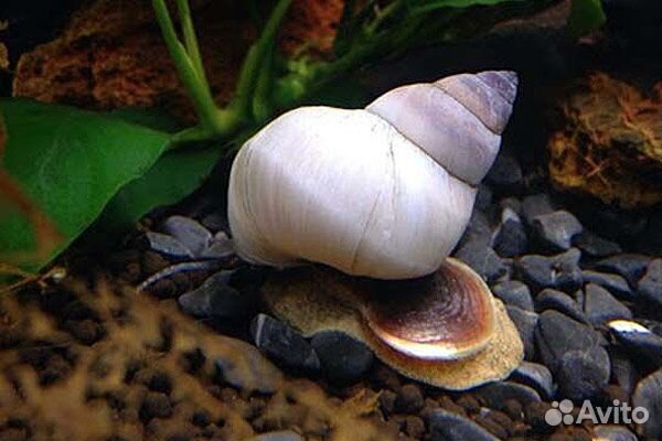 Улитка Филопалюдина Мартенси(Filopaludina martens