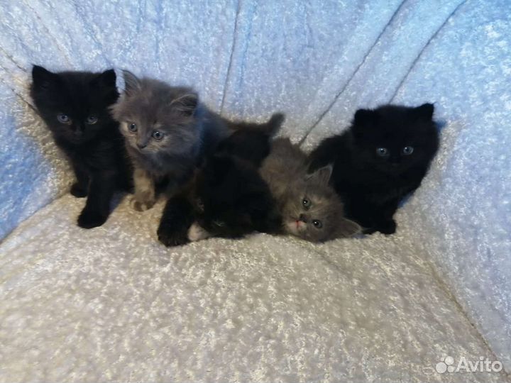 Сибирские котята