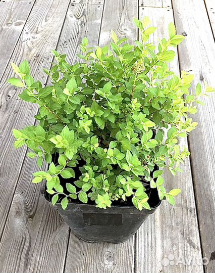 Спирея японская Little Princess