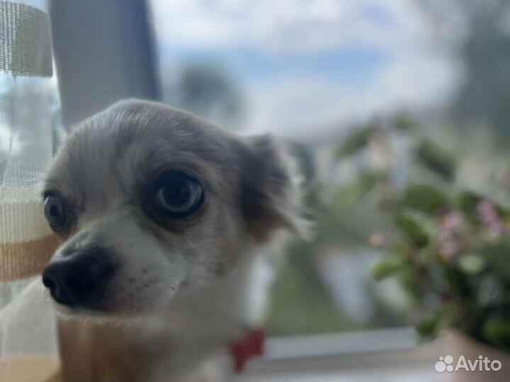 Чихуа вязка кобель