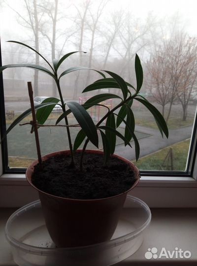 Комнатные растения цветущие