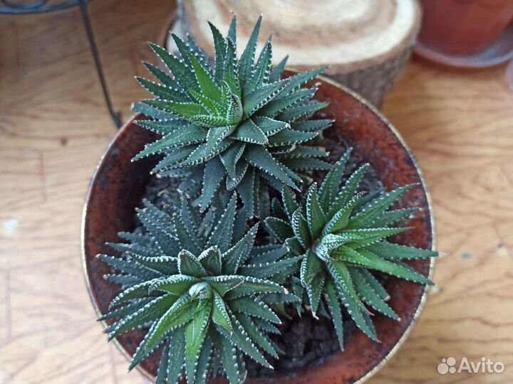 Герань Пеларгония,Хавортия